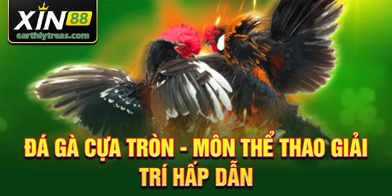 Đá gà cựa tròn - môn thể thao giải trí hấp dẫn