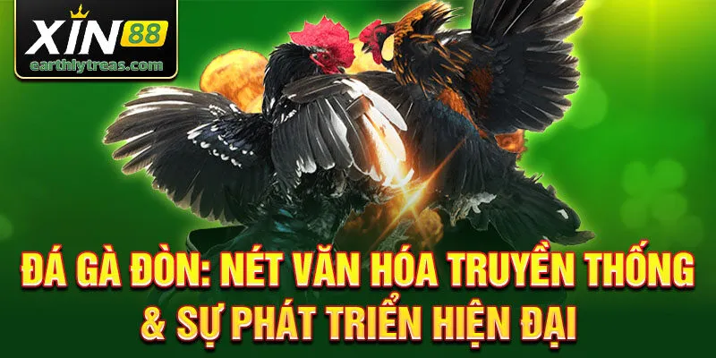 Đá gà đòn: nét văn hóa truyền thống & sự phát triển hiện đại