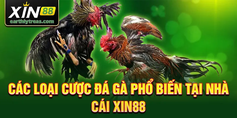 Các loại cược đá gà phổ biến tại nhà cái Xin88