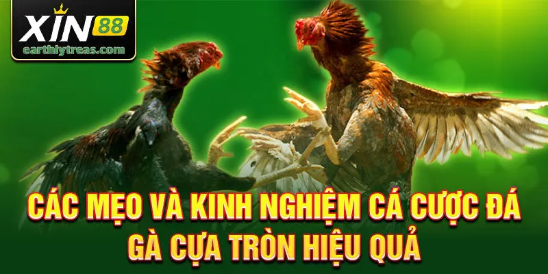 Các mẹo và kinh nghiệm cá cược đá gà cựa tròn hiệu quả