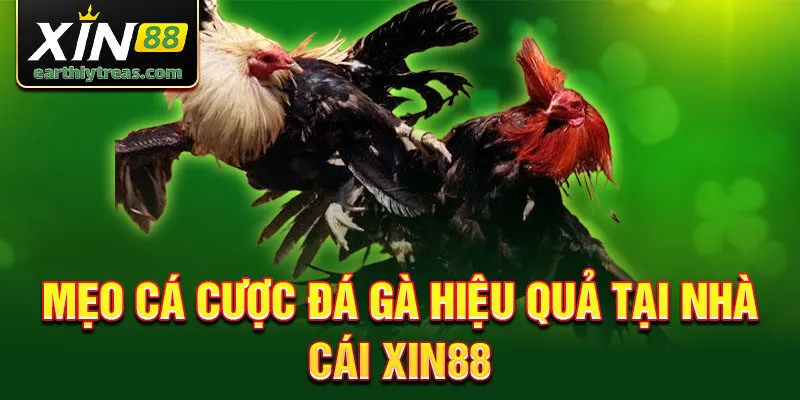 Mẹo cá cược Đá gà hiệu quả tại nhà cái Xin88