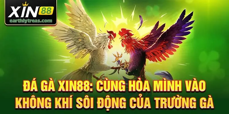 Đá gà Xin88: Cùng hòa mình vào không khí sôi động của trường gà